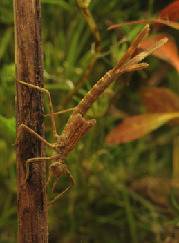 Calopteryx maculata, nymph